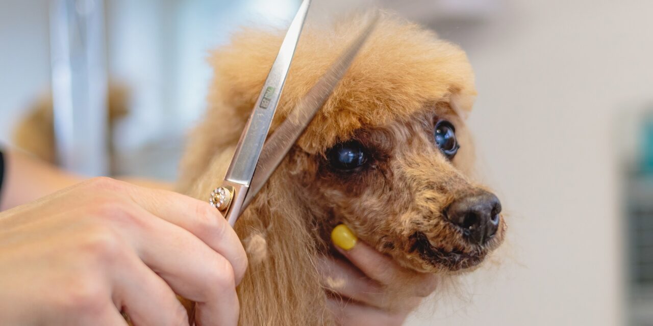 Pet Fur Trimming: Essential Tips from Los Angeles Mobile Groomers