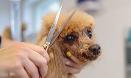 How Often Should You Groom Your Pet