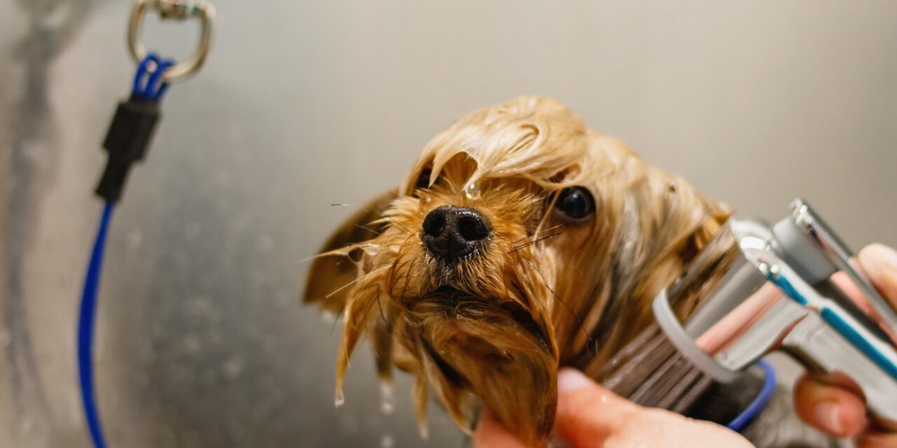 Pet De-matting: Essential Tips from Los Angeles Mobile Groomers