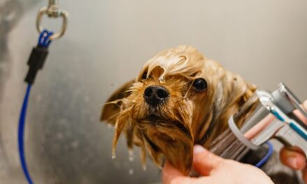 The Importance of Regular Pet Grooming