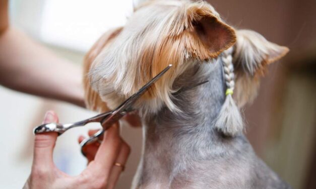 Pet Ear Trimming: Essential Tips from Los Angeles Mobile Groomers