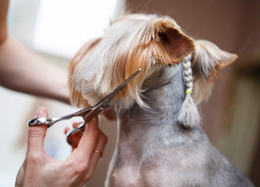 Pet Pawdicures: Essential Tips from Los Angeles Mobile Groomers