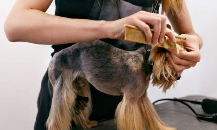 Cleaning Your Dog’s Ears: Essential Tips from Los Angeles Mobile Groomers