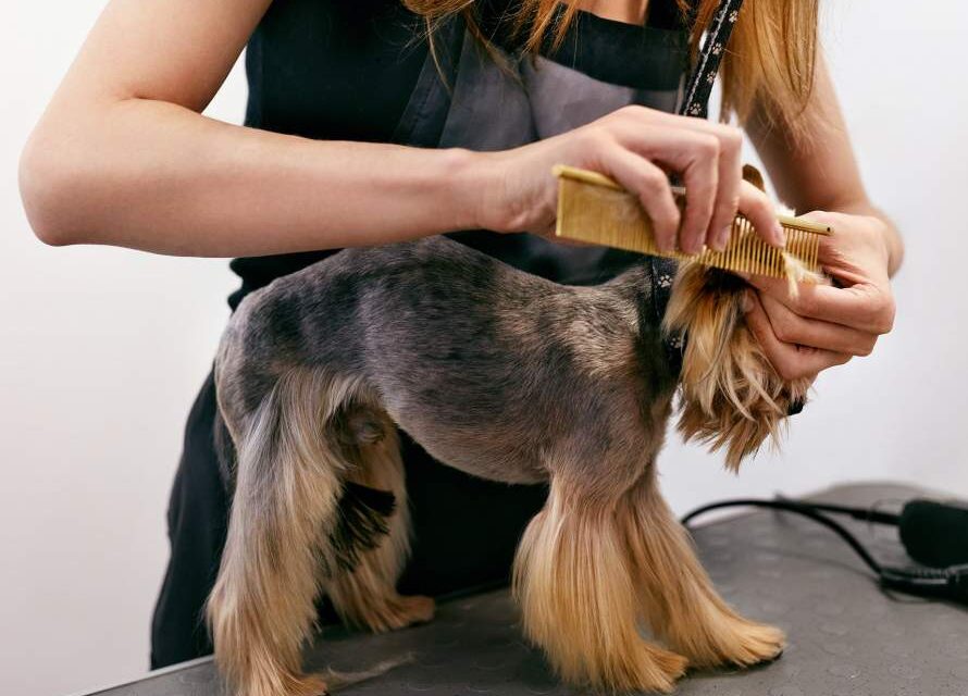 Cleaning Your Dog’s Ears: Essential Tips from Los Angeles Mobile Groomers