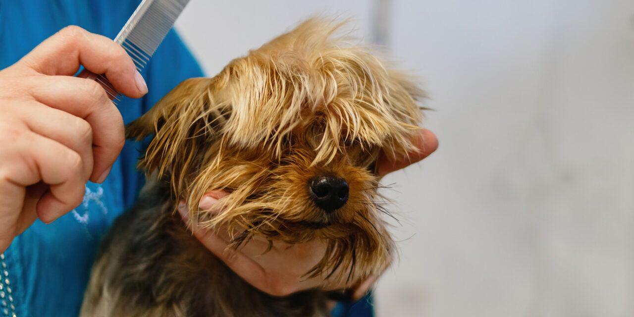 Pet Bathing: Essential Tips from Los Angeles Mobile Groomers