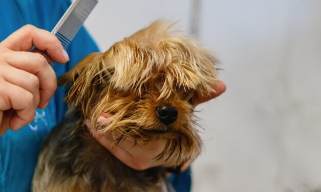 How to Choose the Right Groomer for Your Pet